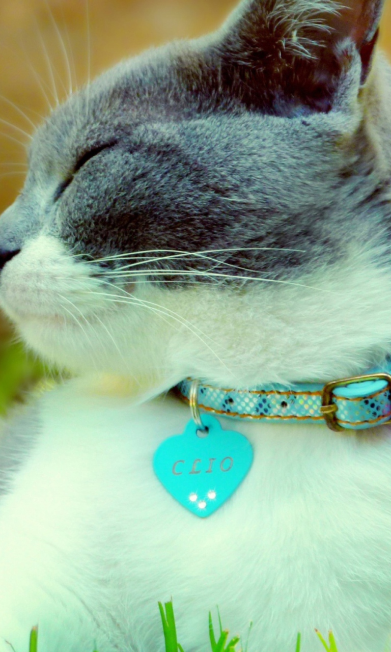 Cat With Collar wallpaper 768x1280