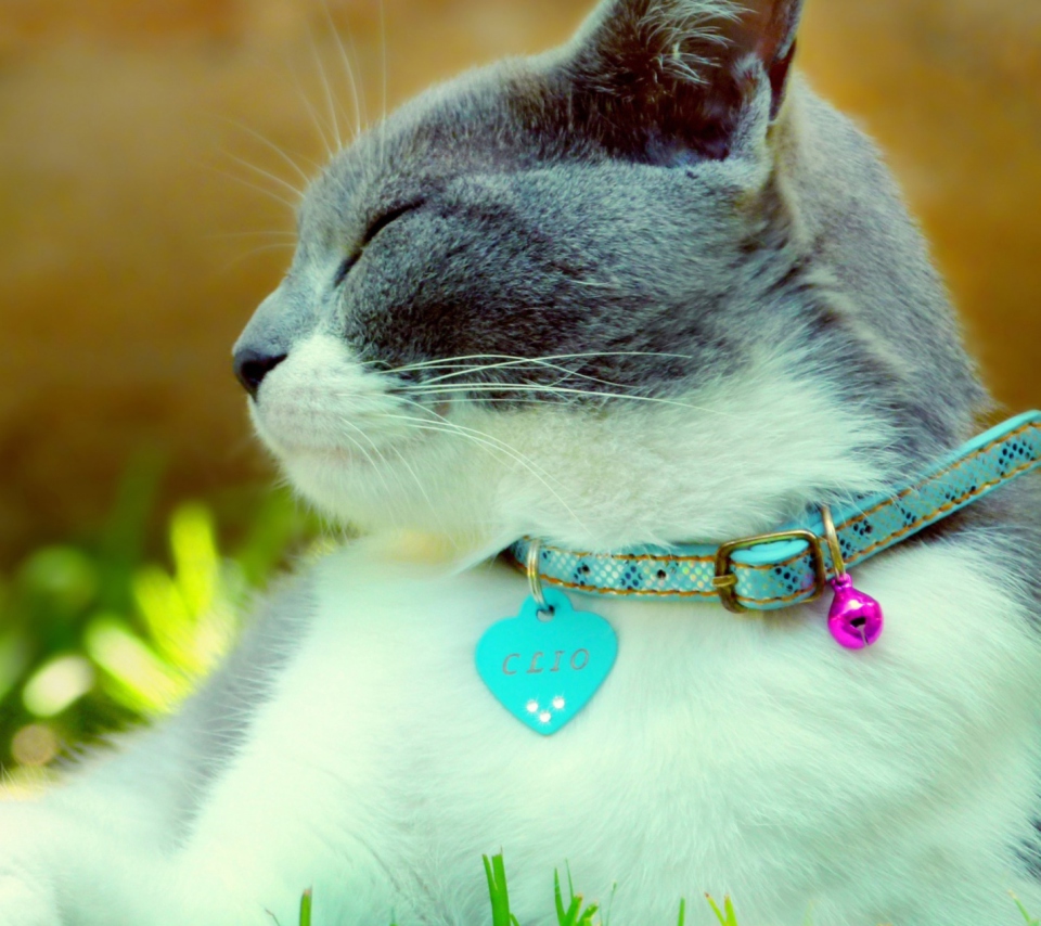 Cat With Collar wallpaper 960x854