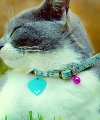 Kostenloses Cat With Collar Wallpaper für Nokia Asha 309