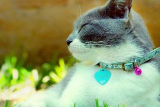 Kostenloses Cat With Collar Wallpaper für Android, iPhone und iPad