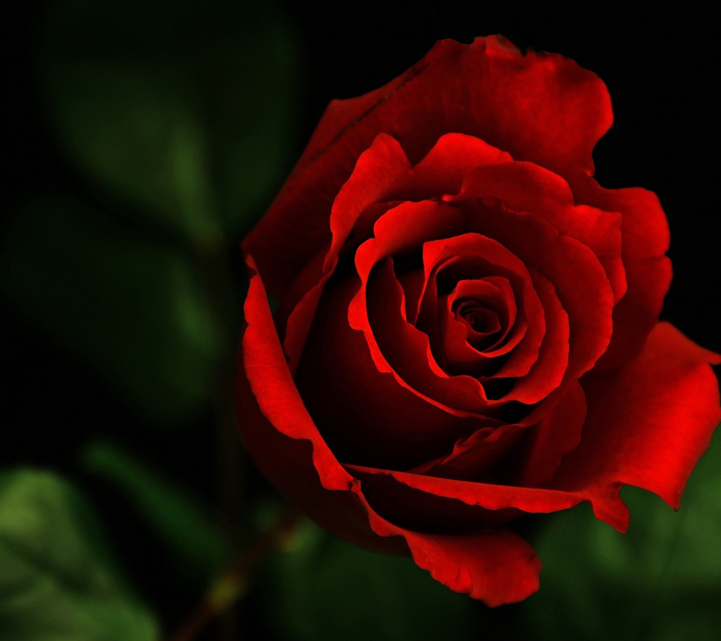 Rose screenshot #1 1440x1280
