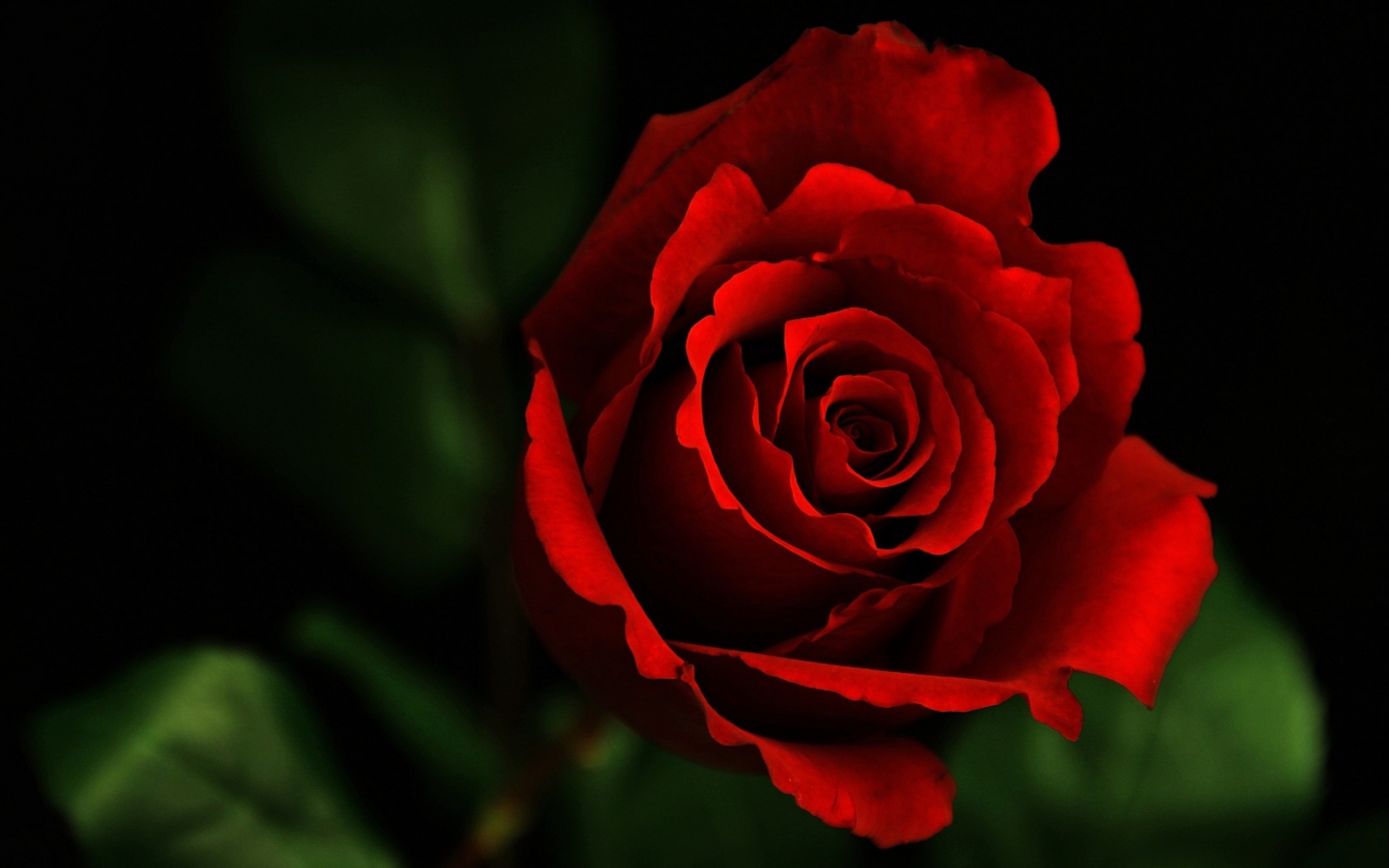 Rose screenshot #1 1440x900