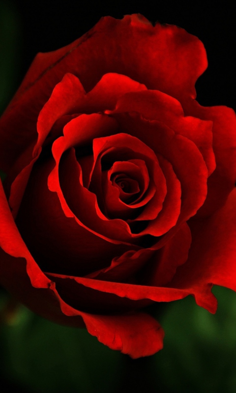 Rose wallpaper 480x800