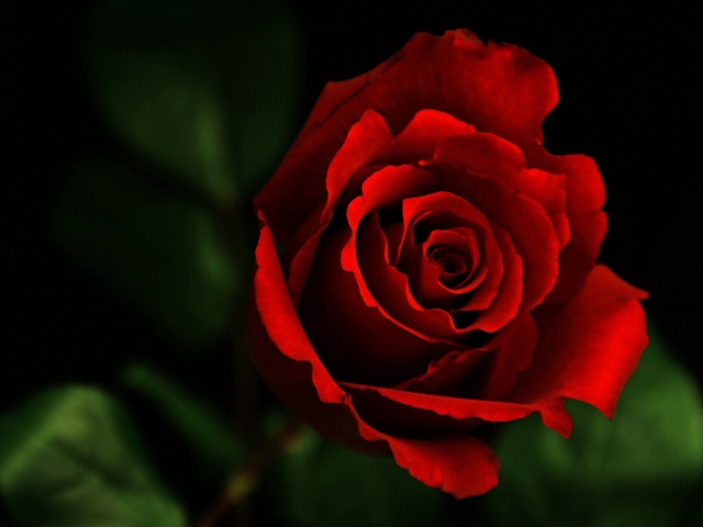 Rose screenshot #1 640x480