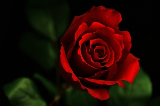Rose Wallpaper for Acer A101 Iconia Tab