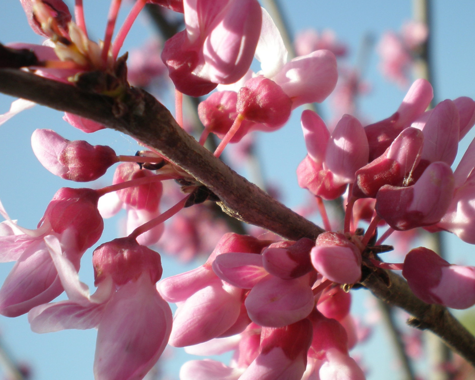 Sfondi Pink Flowers 1600x1280