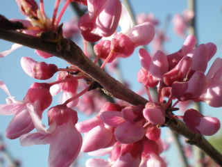 Pink Flowers screenshot #1 320x240