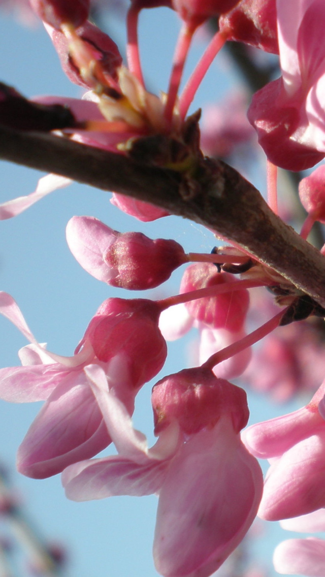 Das Pink Flowers Wallpaper 640x1136