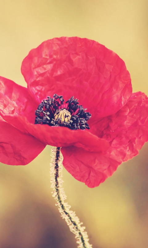 Red Poppy Flower screenshot #1 480x800