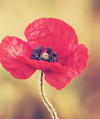 Kostenloses Red Poppy Flower Wallpaper für 240x320