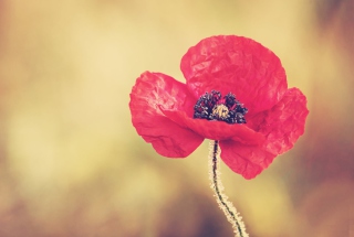Red Poppy Flower Picture for Android, iPhone and iPad