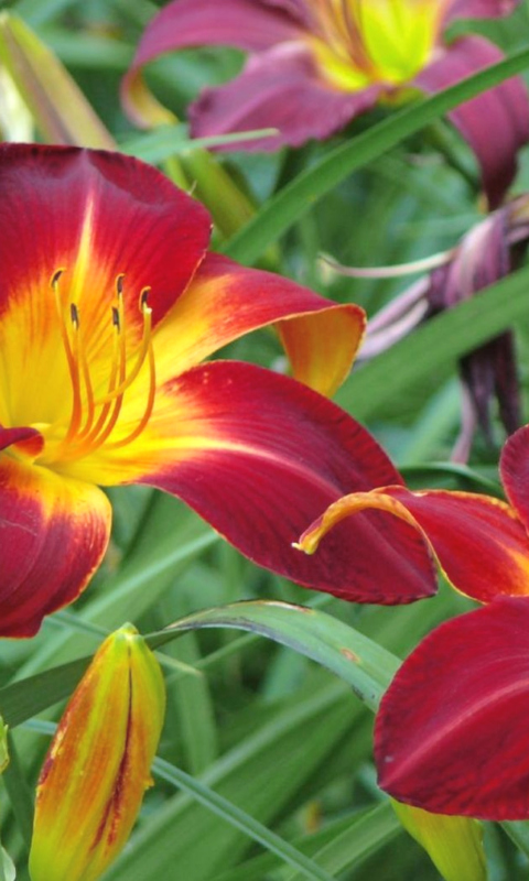 Cute Lilies wallpaper 480x800