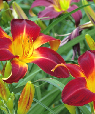 Cute Lilies - Fondos de pantalla gratis para 640x960