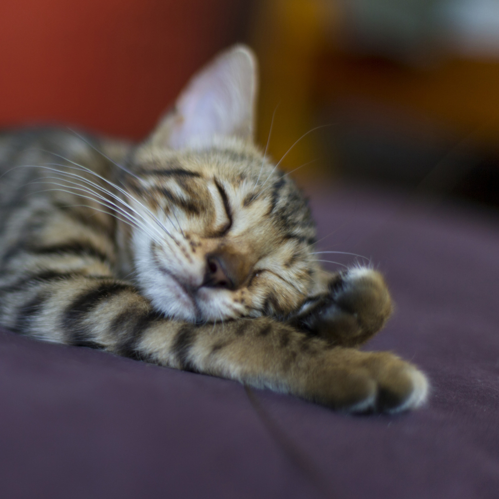 Fondo de pantalla Sleeping Grey Baby Cat 1024x1024