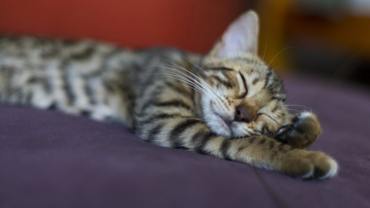 Обои Sleeping Grey Baby Cat 1280x720