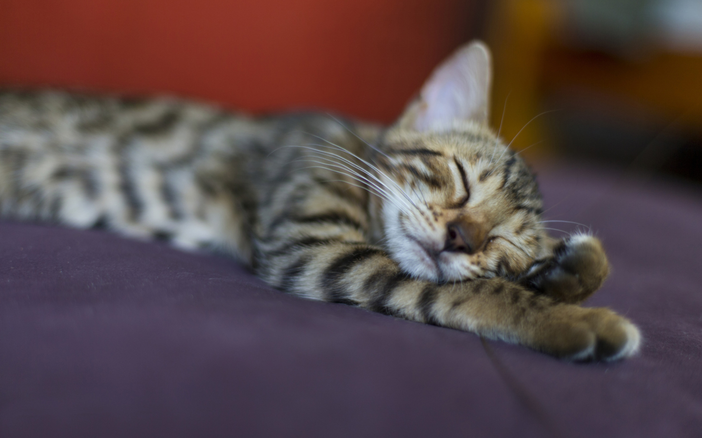 Sleeping Grey Baby Cat screenshot #1 1440x900
