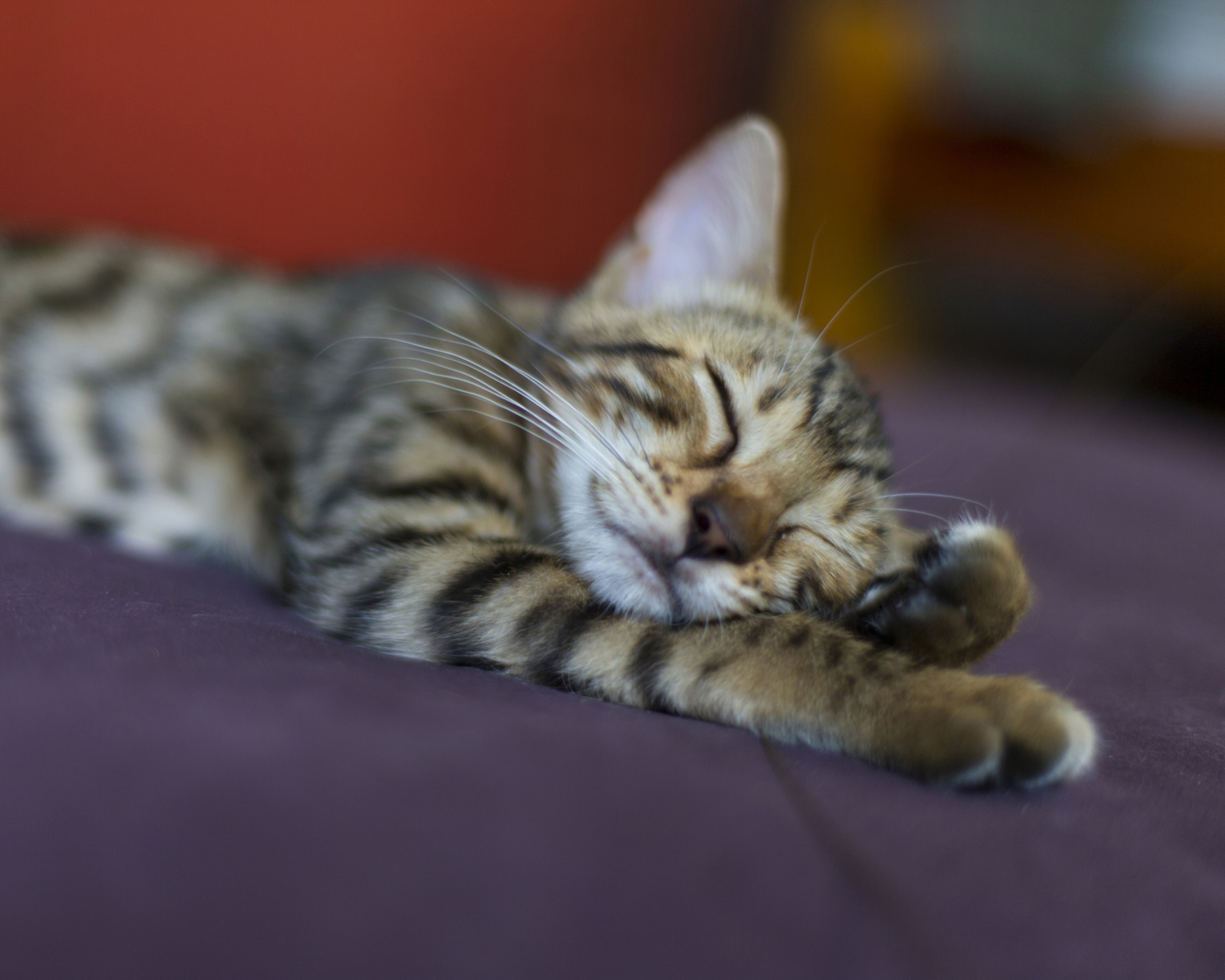 Fondo de pantalla Sleeping Grey Baby Cat 1600x1280