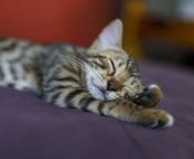 Обои Sleeping Grey Baby Cat 176x144