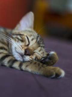 Sleeping Grey Baby Cat screenshot #1 240x320