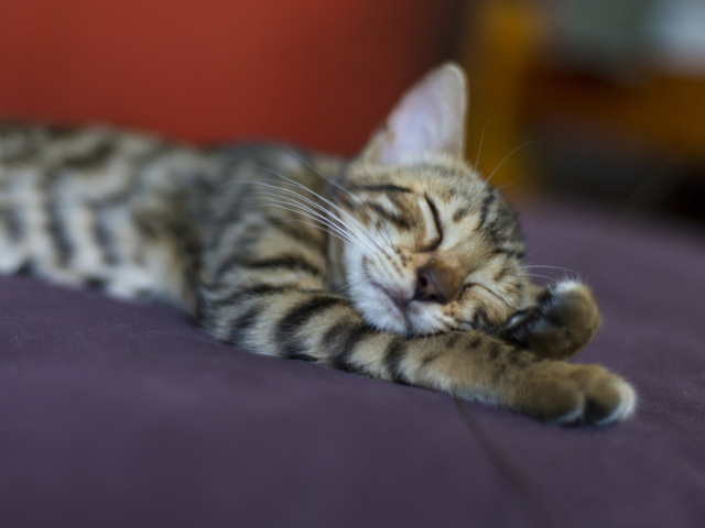 Sleeping Grey Baby Cat wallpaper 640x480