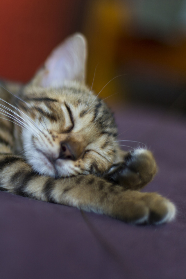 Обои Sleeping Grey Baby Cat 640x960