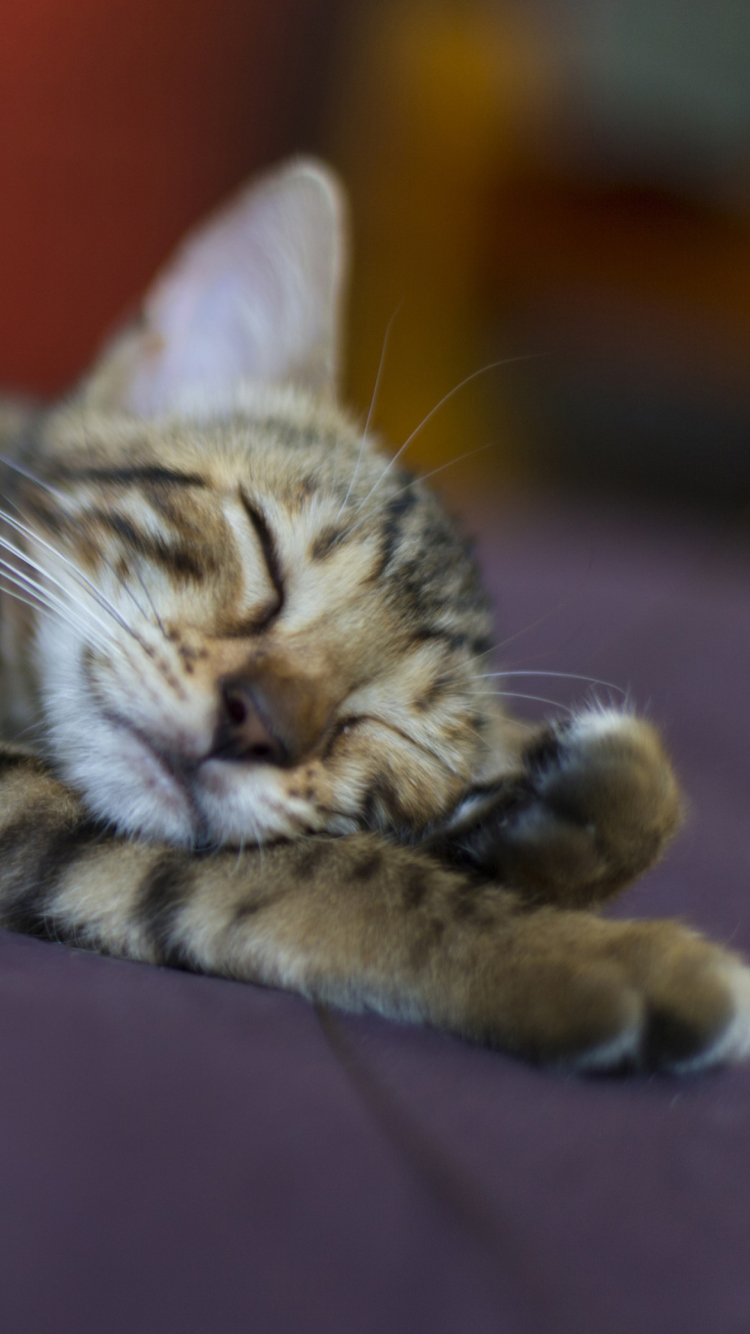 Обои Sleeping Grey Baby Cat 750x1334