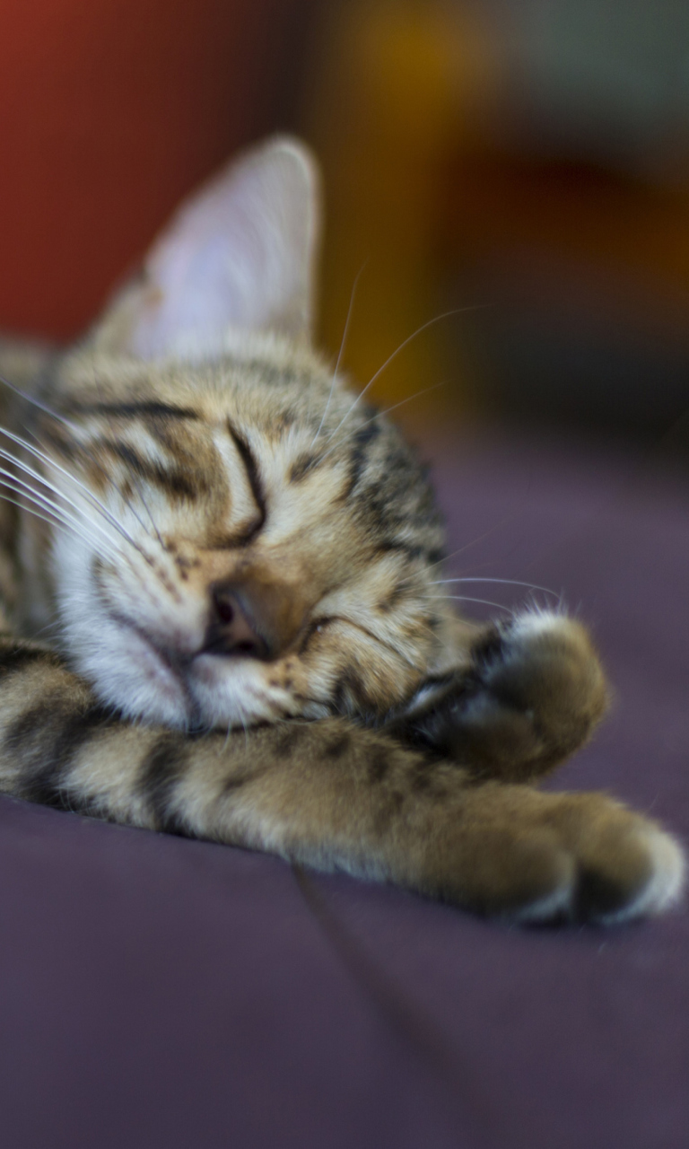 Sleeping Grey Baby Cat wallpaper 768x1280