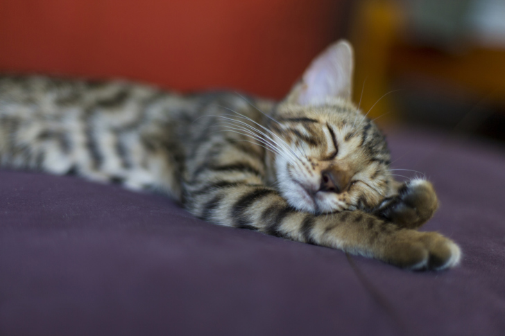 Sleeping Grey Baby Cat wallpaper