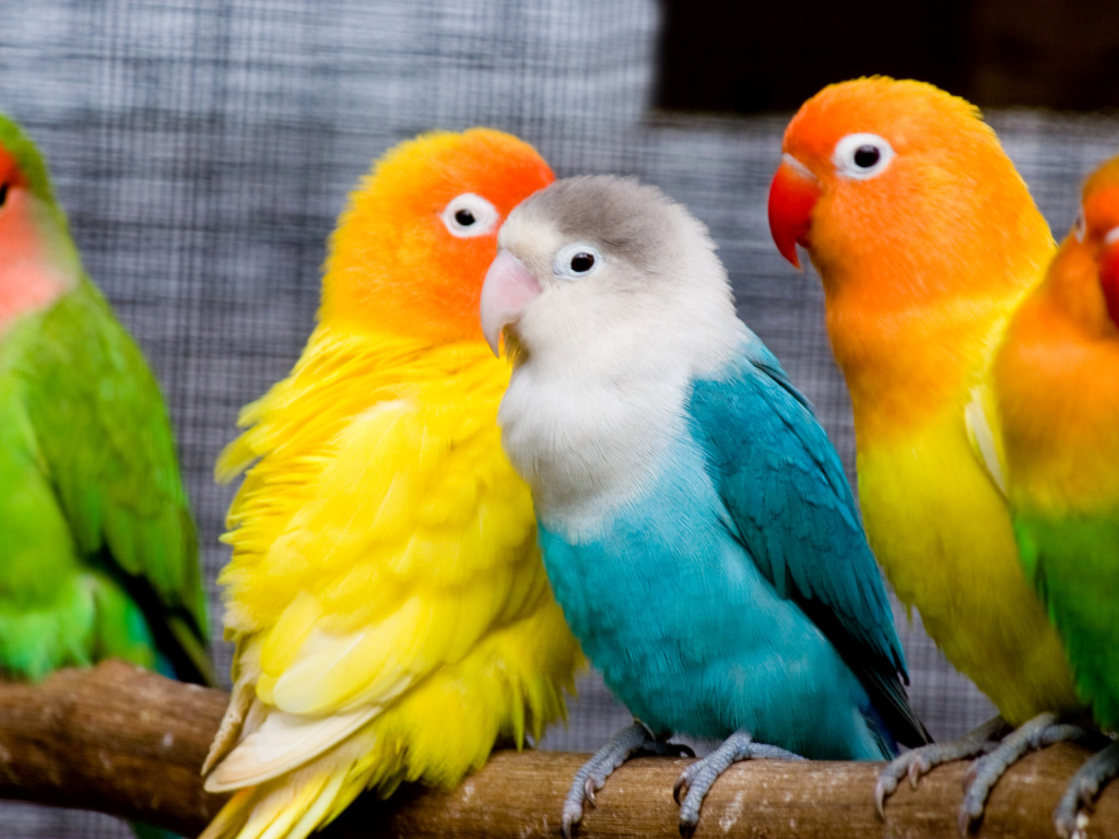 Sfondi Colorful Parrots 1024x768