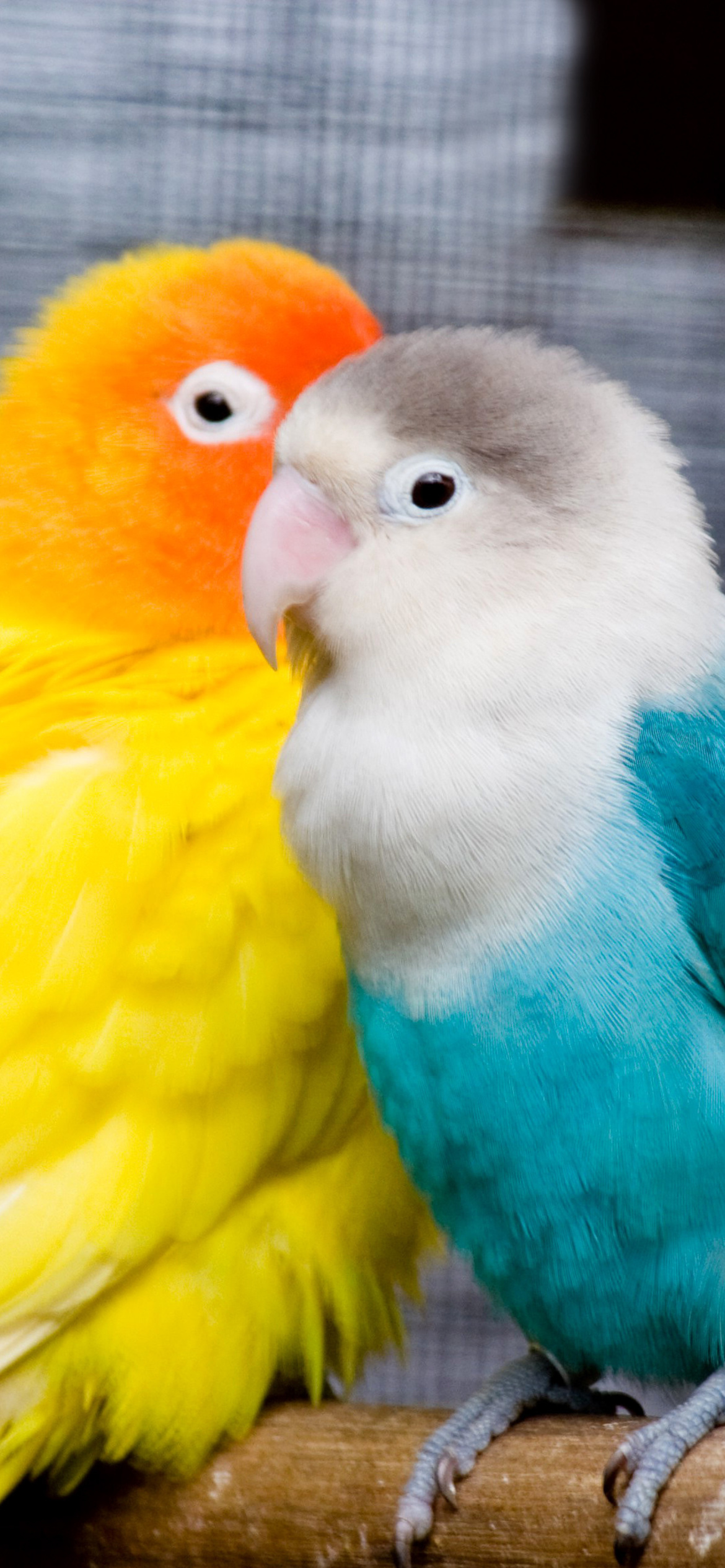 Обои Colorful Parrots 1170x2532