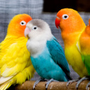 Fondo de pantalla Colorful Parrots 128x128