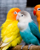 Sfondi Colorful Parrots 128x160