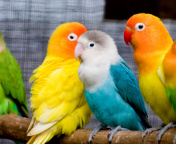 Sfondi Colorful Parrots 176x144