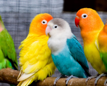 Fondo de pantalla Colorful Parrots 220x176