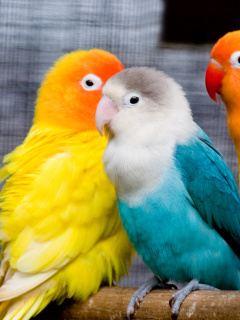 Fondo de pantalla Colorful Parrots 240x320