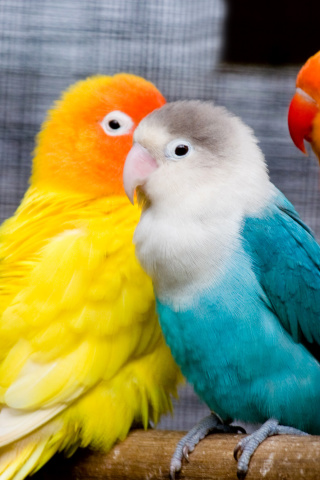 Das Colorful Parrots Wallpaper 320x480