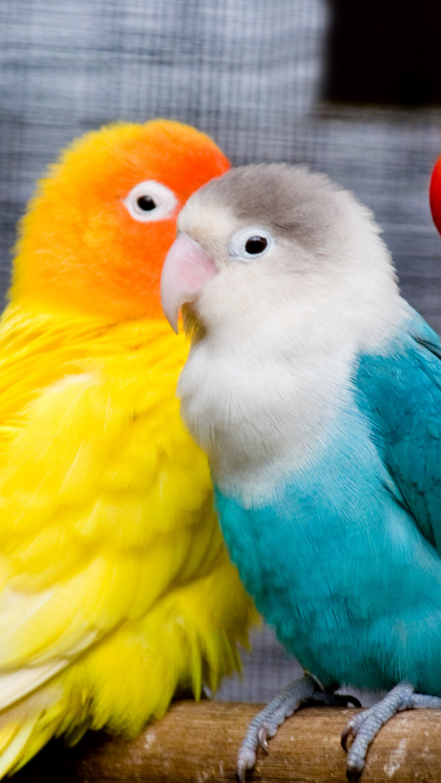 Обои Colorful Parrots 640x1136