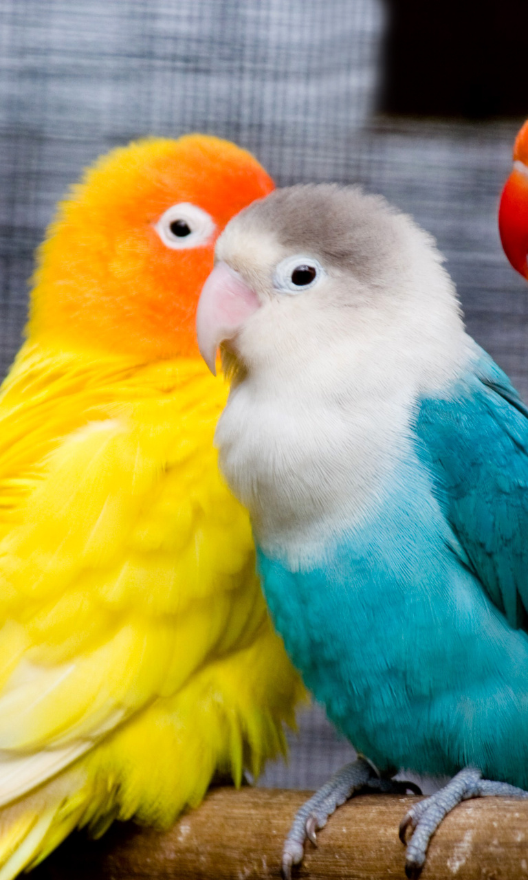 Fondo de pantalla Colorful Parrots 768x1280