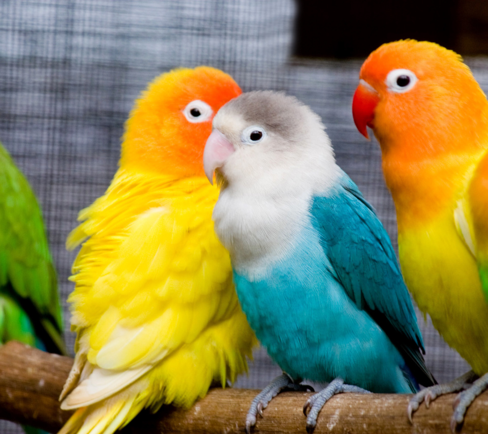 Fondo de pantalla Colorful Parrots 960x854