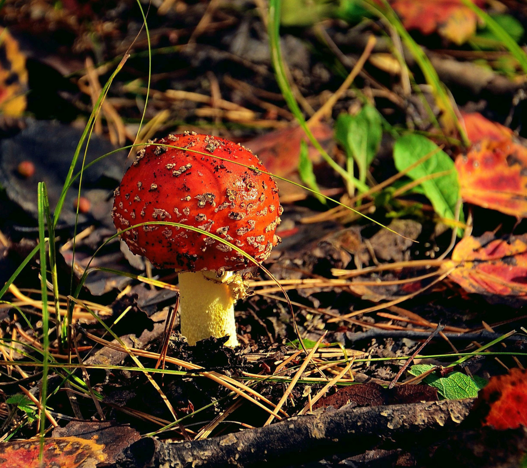 Das Red Mushroom Wallpaper 1080x960