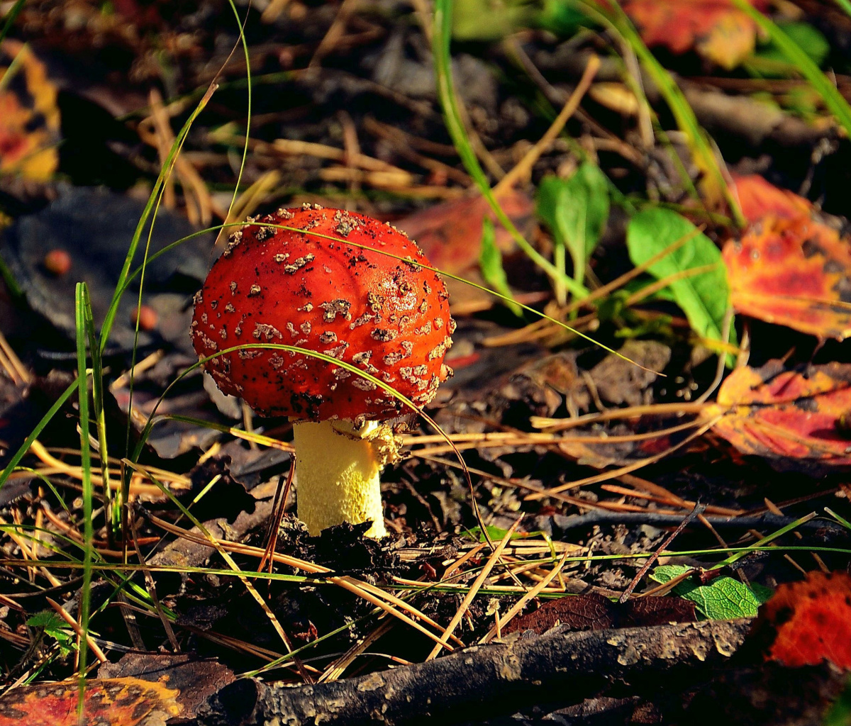 Red Mushroom wallpaper 1200x1024