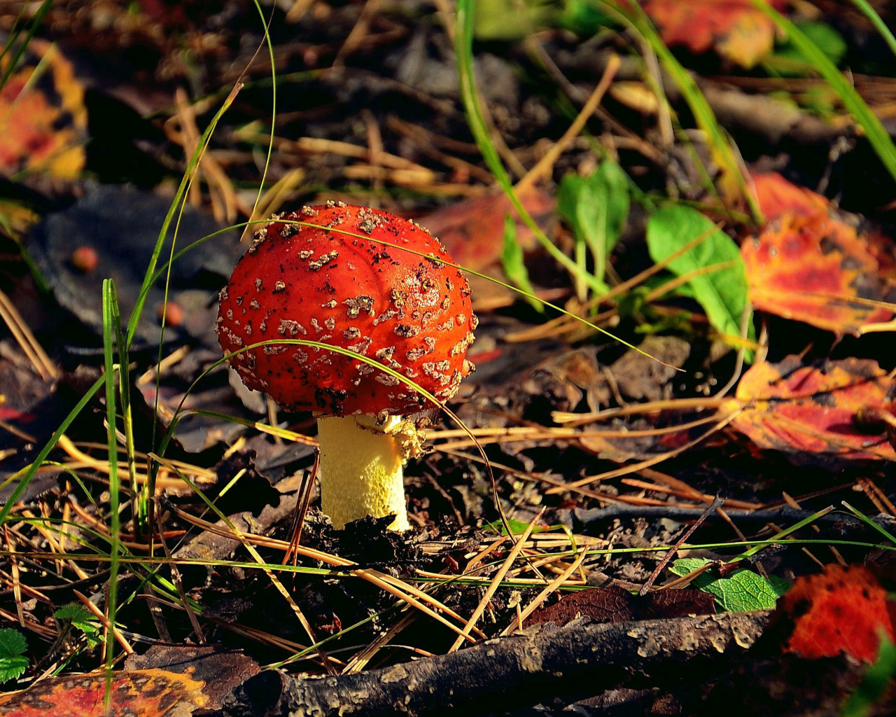 Das Red Mushroom Wallpaper 1280x1024