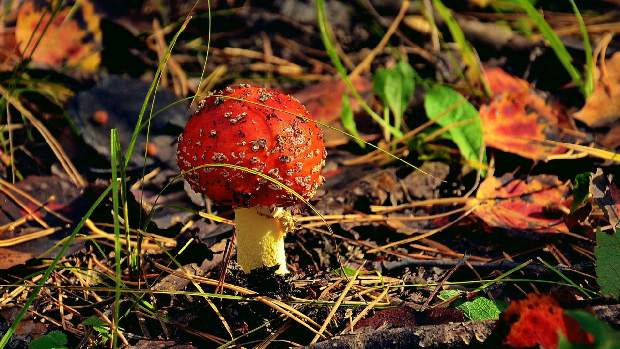 Das Red Mushroom Wallpaper 1280x720
