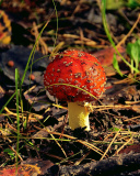 Das Red Mushroom Wallpaper 128x160