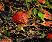 Sfondi Red Mushroom 176x144