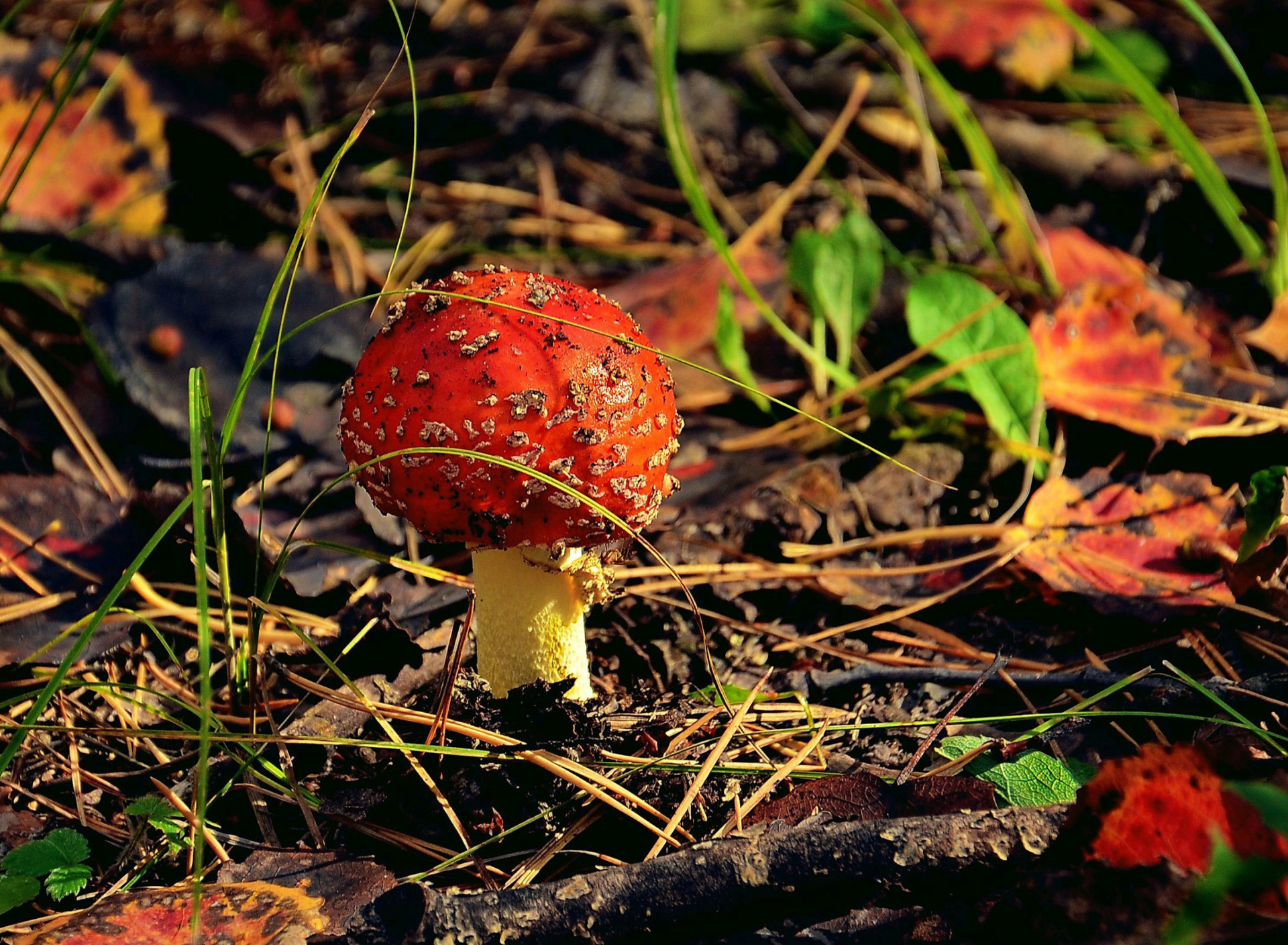 Sfondi Red Mushroom 1920x1408