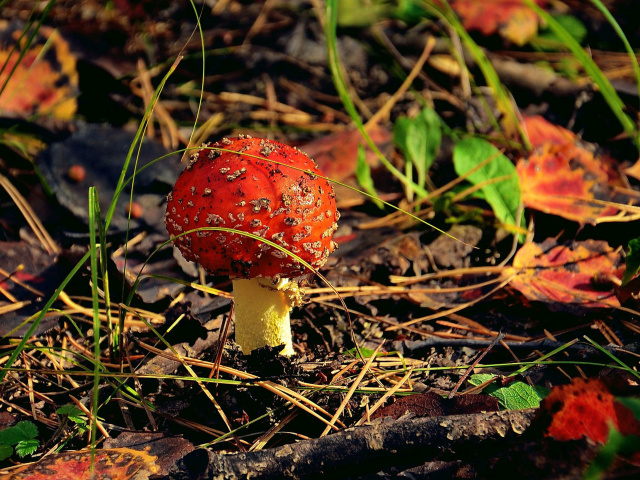 Red Mushroom wallpaper 640x480