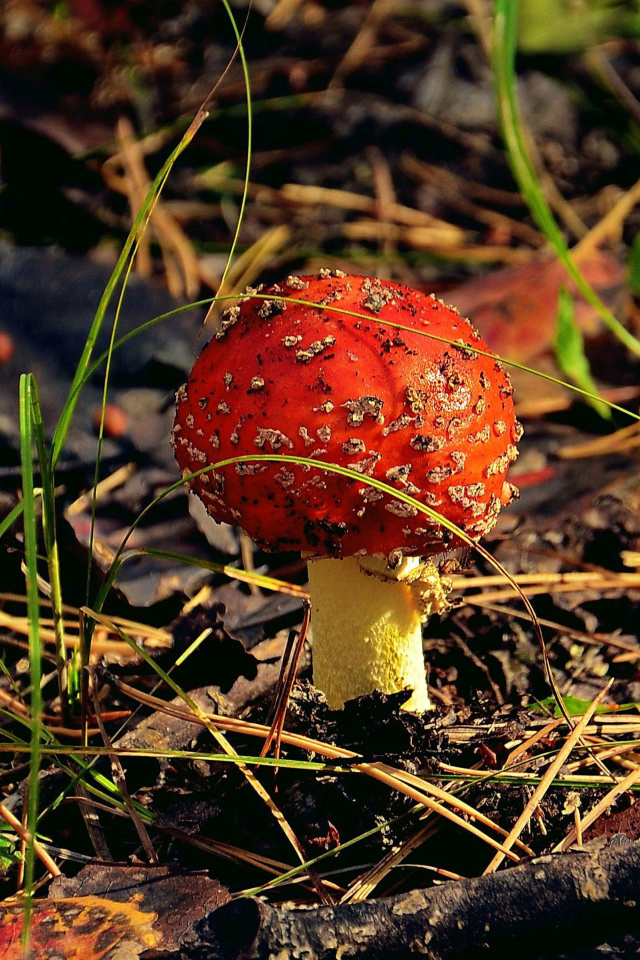 Red Mushroom wallpaper 640x960