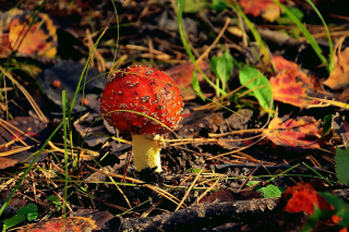 Red Mushroom Wallpaper for Android, iPhone and iPad