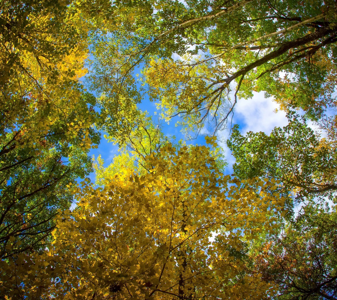 Sky and Trees wallpaper 1080x960